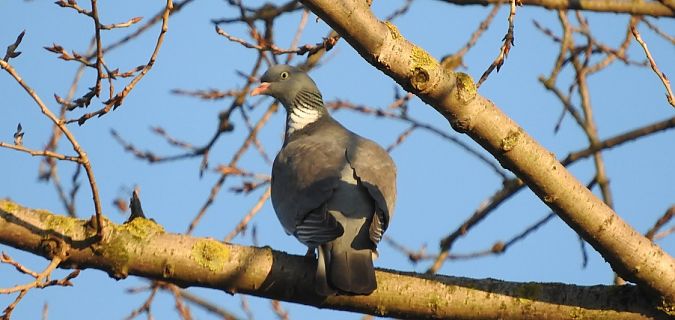 grzywacz  - Janusz Maliczak