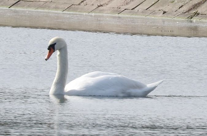 łabędź niemy  - Janusz Maliczak