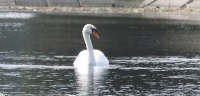łabędź niemy  - Janusz Maliczak
