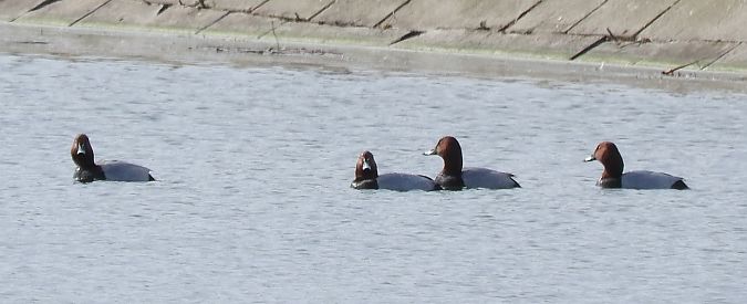 głowienka  - Janusz Maliczak