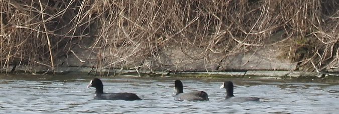 łyska  - Janusz Maliczak