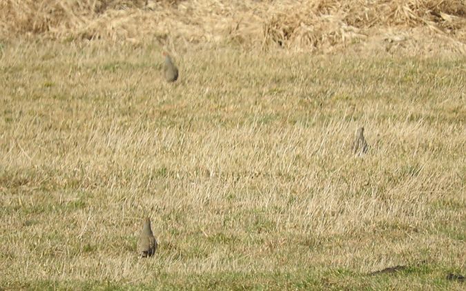 kuropatwa  - Janusz Maliczak