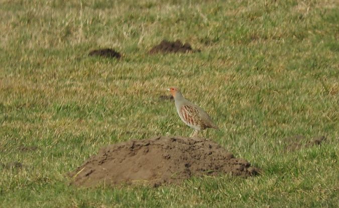 kuropatwa  - Janusz Maliczak