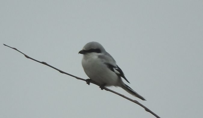 srokosz  - Janusz Maliczak