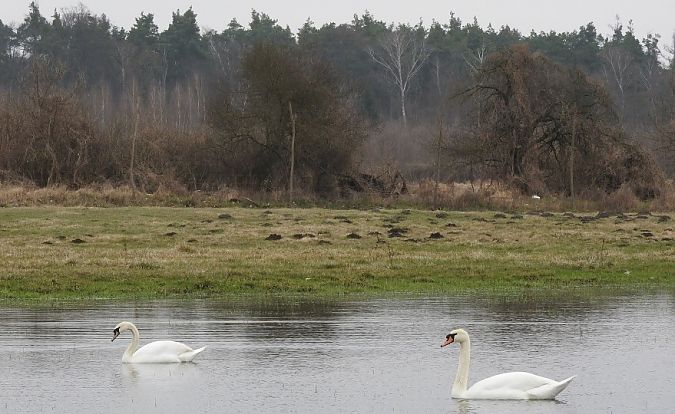 łabędź niemy  - Janusz Maliczak