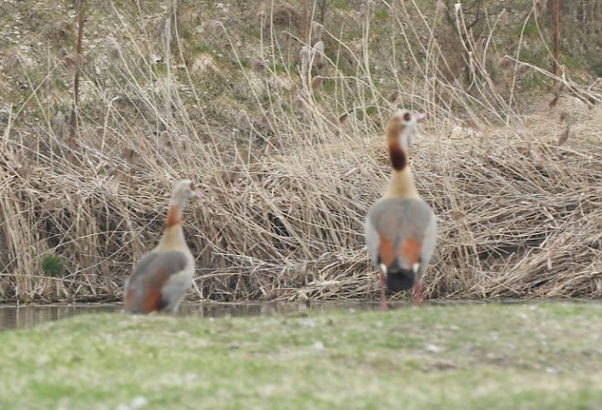 gęsiówka egipska  - Janusz Maliczak