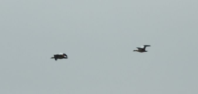 Nilgans  - Janusz Maliczak