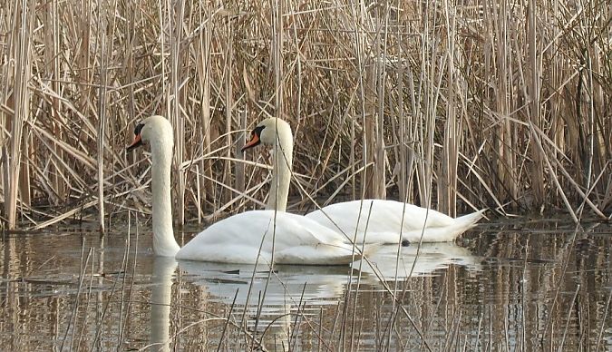 łabędź niemy  - Janusz Maliczak