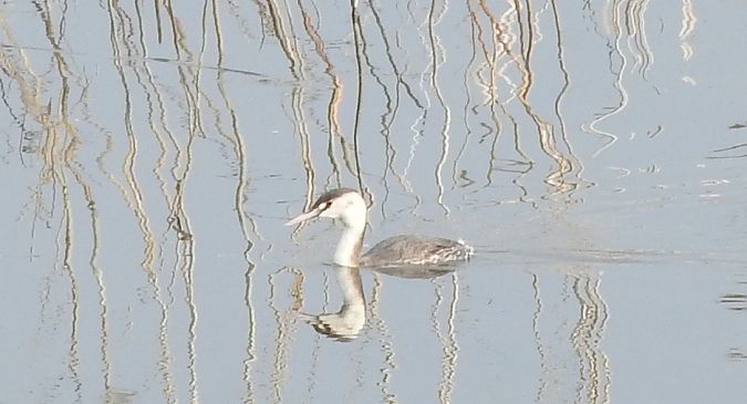 perkoz dwuczuby  - Janusz Maliczak