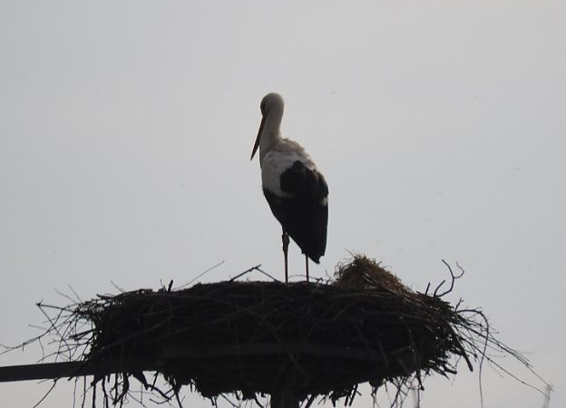 bocian biały  - Janusz Maliczak