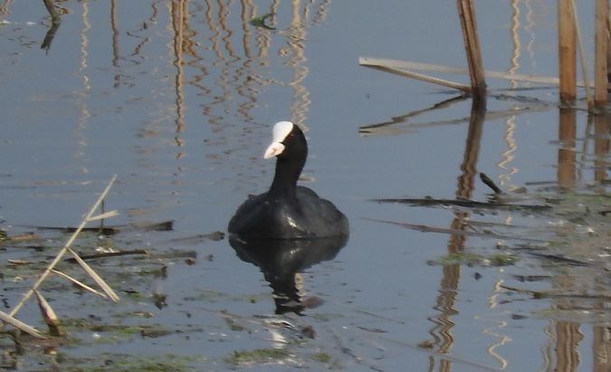 łyska  - Janusz Maliczak