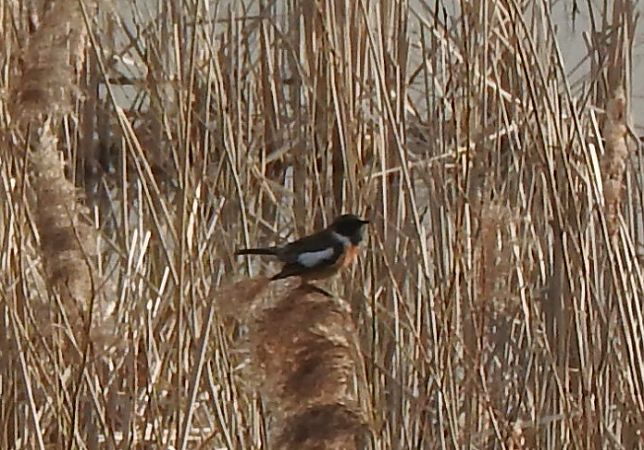 kląskawka  - Janusz Maliczak