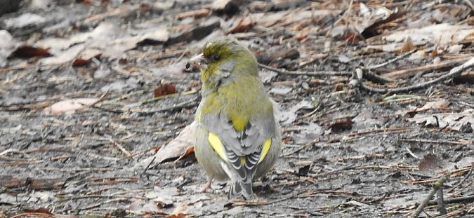 dzwoniec  - Janusz Maliczak