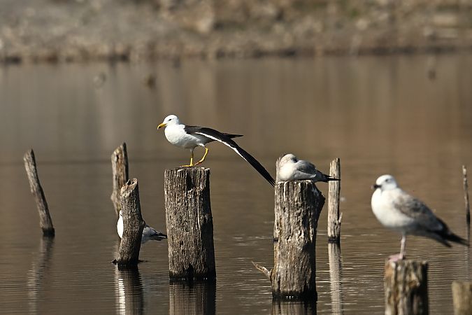 mewa żółtonoga (ssp. fuscus) 
