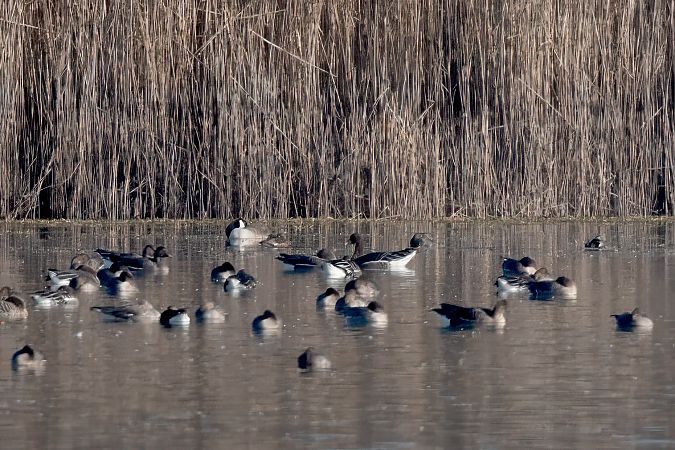 bernikla kanadyjska  - Ewa Janas