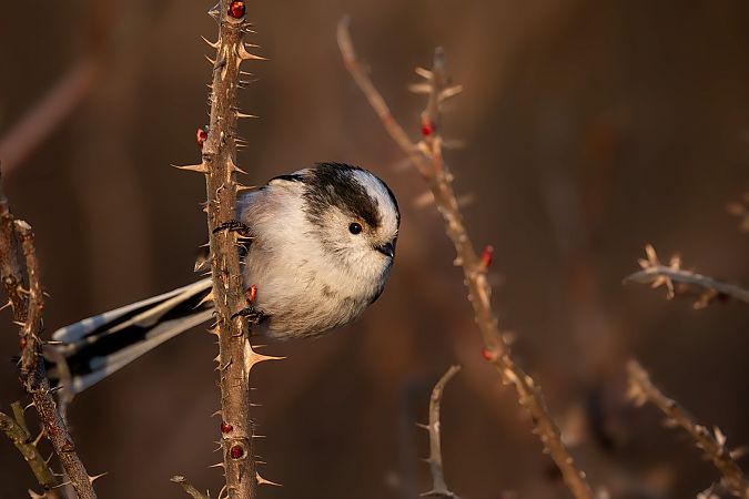 raniuszek (czarnobrewy, ssp. europaeus)  - Ewa Janas