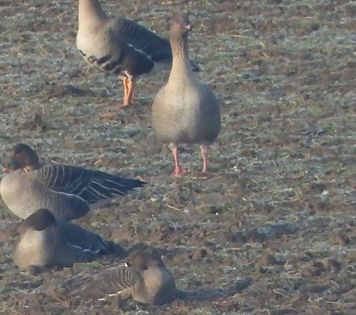 Oie à bec court  - Piotr Klukiewicz