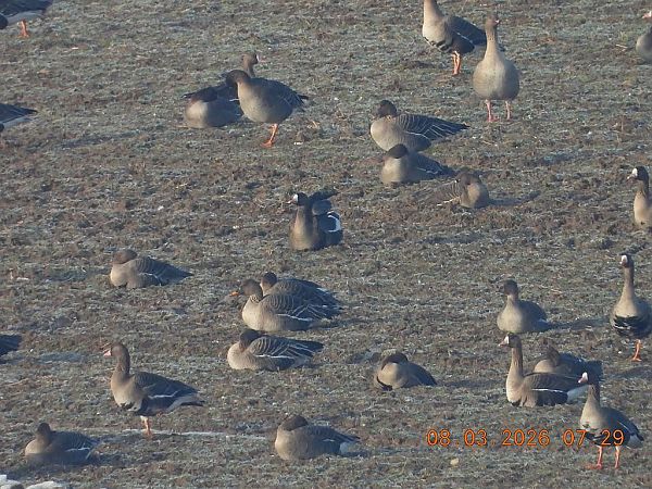 Kurzschnabelgans  - Piotr Klukiewicz