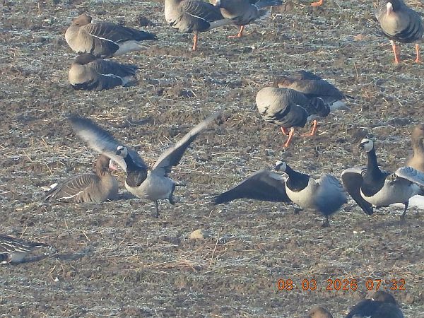 Bernache nonnette  - Piotr Klukiewicz