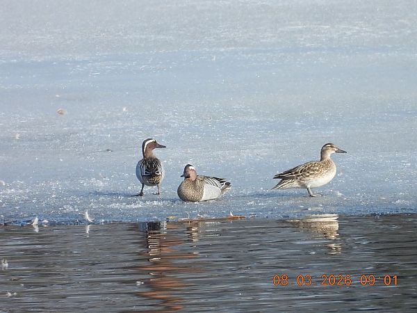 cyranka  - Piotr Klukiewicz