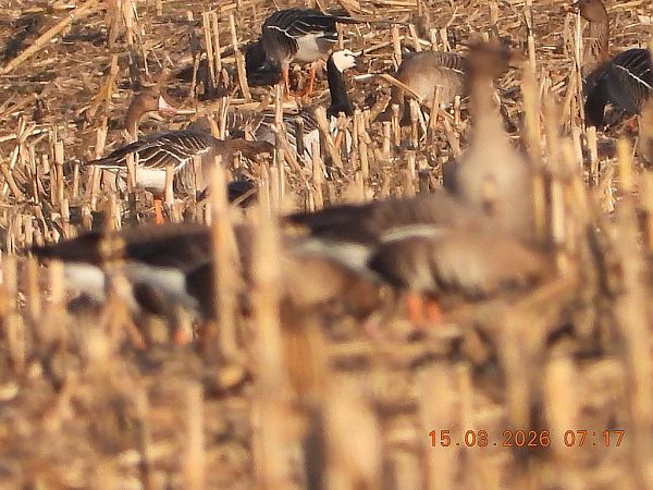 bernikla białolica  - Piotr Klukiewicz