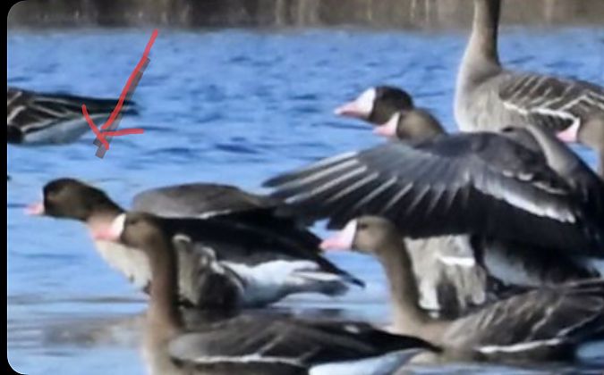 gęś mała  - Rafał Kuczmaszewski