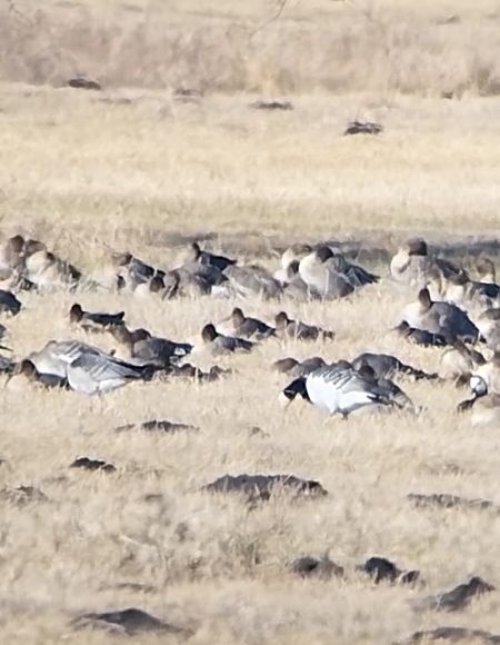 bernikla białolica  - Rafał Kuczmaszewski