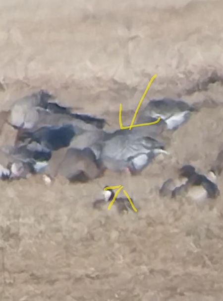 Pink-footed Goose  - Rafał Kuczmaszewski