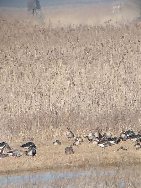 Weisswangengans  - Rafał Kuczmaszewski