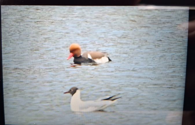 hełmiatka  - Rafał Kuczmaszewski