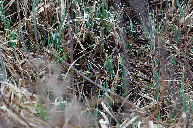 Zwergschnepfe  - Krzysztof Mikołajczyk