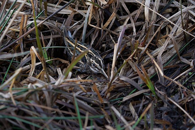 Bécassine sourde  - Krzysztof Mikołajczyk