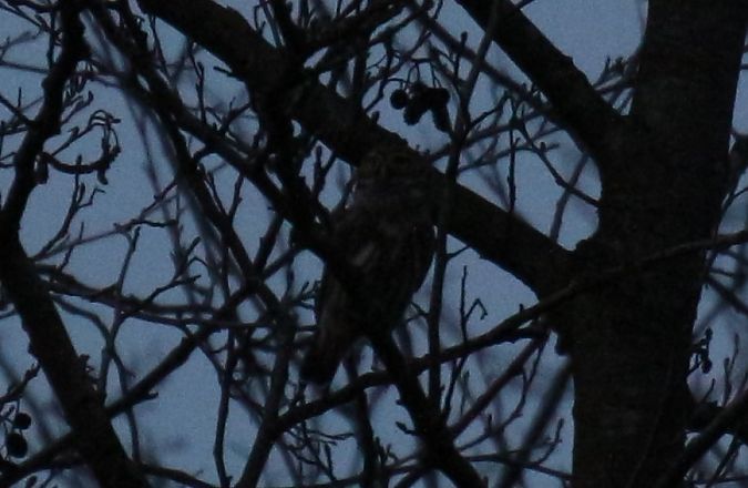 Sperlingskauz  - Alina & Andrzej Rogoza