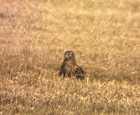 błotniak zbożowy  - Marian Giertych