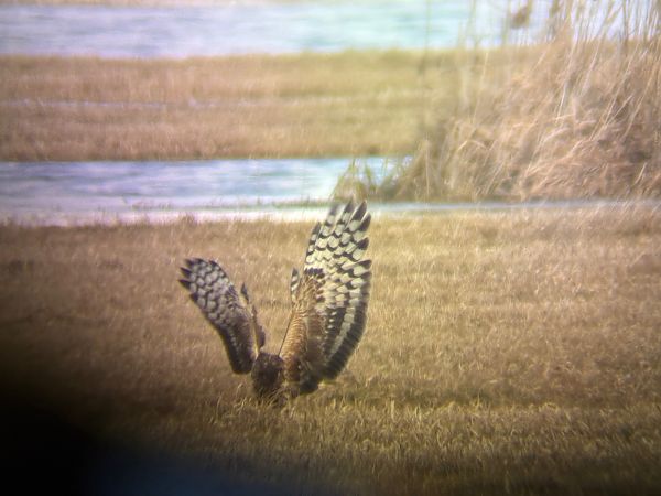 Busard Saint-Martin  - Marian Giertych