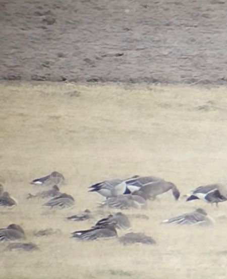 Weisswangengans  - Krzysztof Nowak