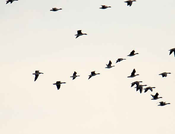 bernikla białolica  - Krzysztof Nowak