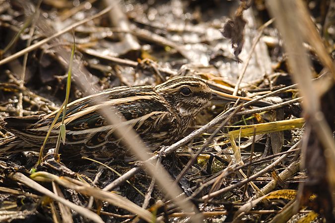 bekasik  - Krzysztof Nowak