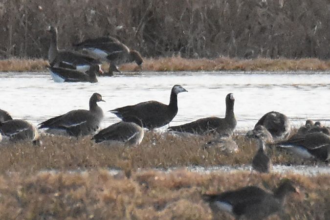 Gänsehybrid  - Kamil Ślusarski