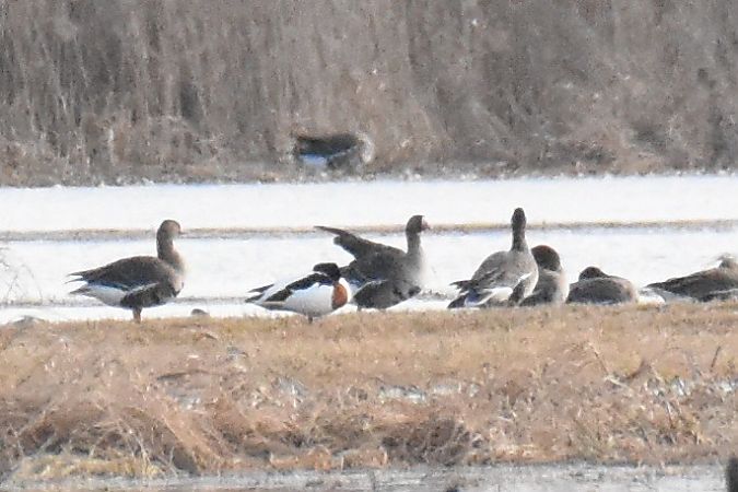 Brandgans  - Kamil Ślusarski