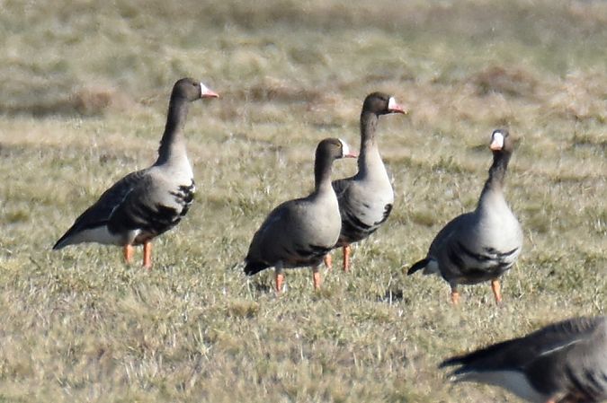 Zwerggans  - Kamil Ślusarski