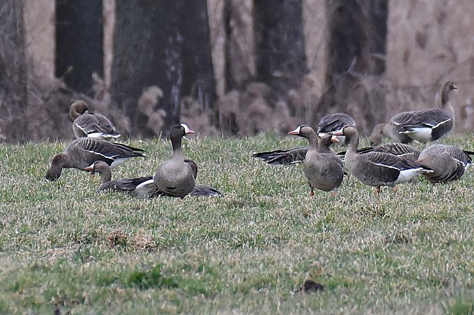 gęś mała  - Kamil Ślusarski