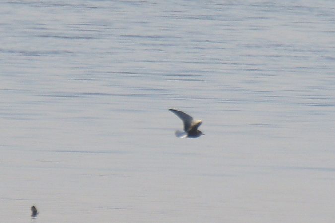 rybitwa białoskrzydła  - Mariusz Zub