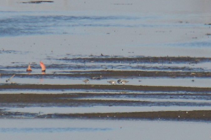 Dunlin  - Mariusz Zub