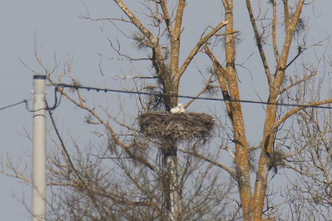 bocian biały  - Mariusz Zub