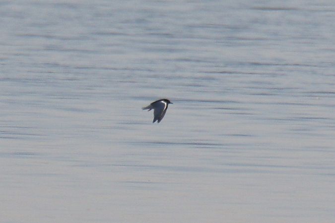 rybitwa białoskrzydła  - Mariusz Zub