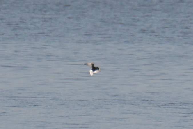 Weißflügel-Seeschwalbe  - Mariusz Zub