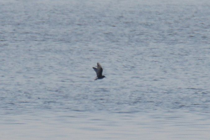 rybitwa białoskrzydła  - Mariusz Zub