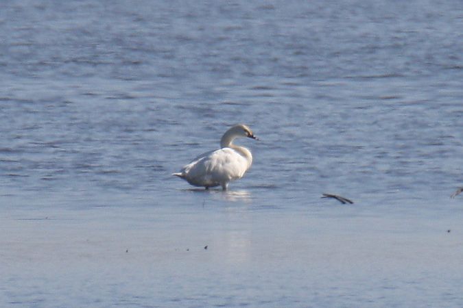 łabędź czarnodzioby  - Mariusz Zub