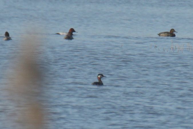 Rothalstaucher  - Mariusz Zub